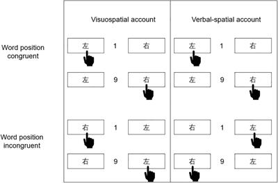 The Effect of Verbal Task Instruction on Spatial-Numerical Associations of Response Codes Effect Coding of Spatial-Numerical Associations: Evidence From Event-Related Potential